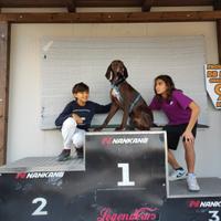 Bracco tedesco per monta