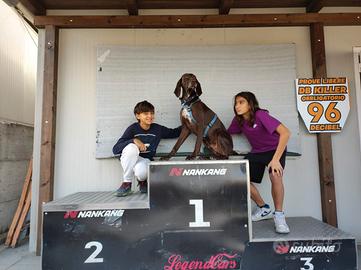 Bracco tedesco per monta