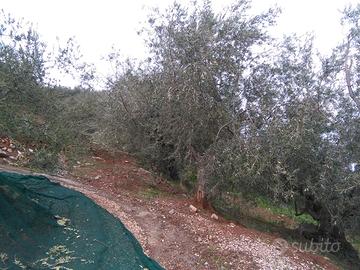 uliveto 