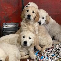 Cuccioli di Golden Retriver