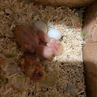 Pulli inseparabili roseicollis