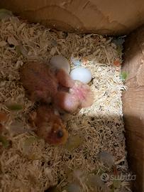 Pulli inseparabili roseicollis