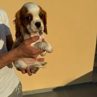 Cavalier King