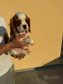 Cavalier King