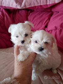 Cuccioli di maltese