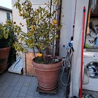 Vaso 63 cm + limone 