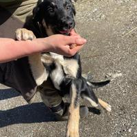 Cuccioli di pastore apuano