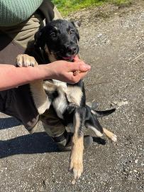 Cuccioli di pastore apuano