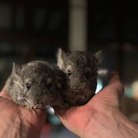 Cuccioli di cincillà