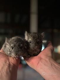 Cuccioli di cincillà