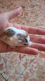 Cuccioli di criceti