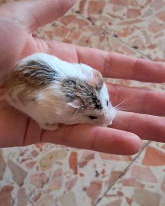 Cuccioli di criceti