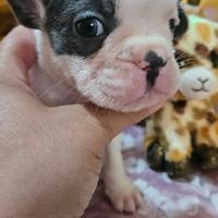 Bulldog francese