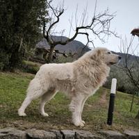 Cuccioli di pastore maremmano abruzzese