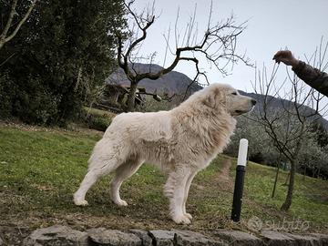 Cuccioli di pastore maremmano abruzzese