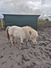 Pony femmina