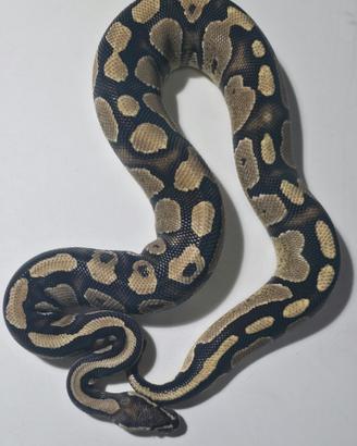 Fire 50% het clown
