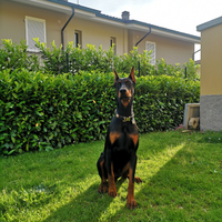 Dobermann maschio