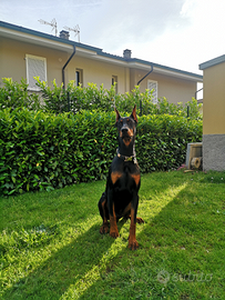 Dobermann maschio