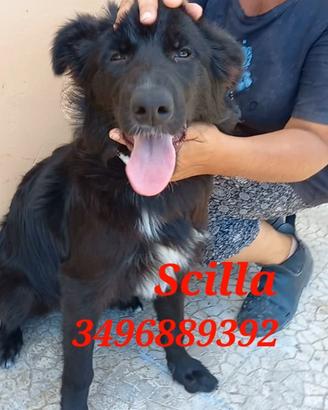 Cuccioli taglia media