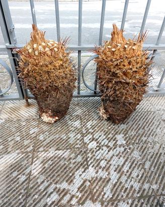 germogli cycas 