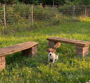 Maschio Jack Russell con Pedigree