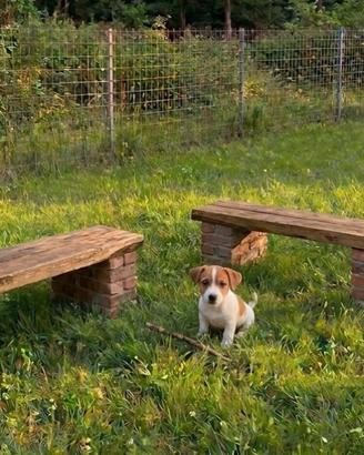 Maschio Jack Russell con Pedigree