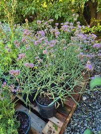 fiori perenni