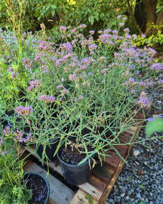 fiori perenni