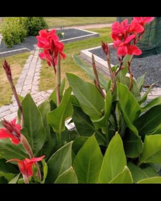 4 Bulbi rizomi canna indica gigante