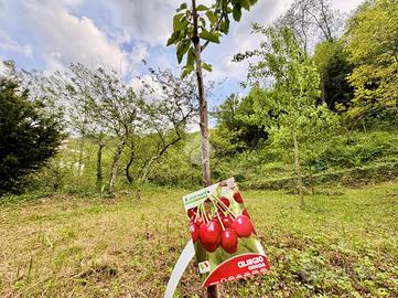 TER. AGRICOLO A SANT'OLCESE