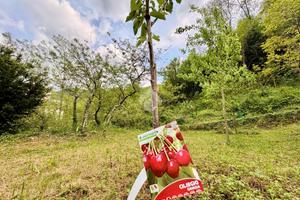 TER. AGRICOLO A SANT'OLCESE