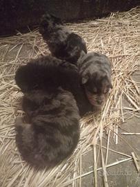 Rotwelier x Australian