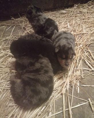 Rotwelier x Australian