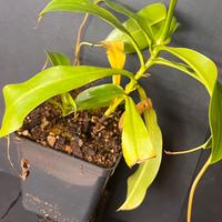 Nepenthes ventrata