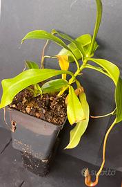Nepenthes ventrata