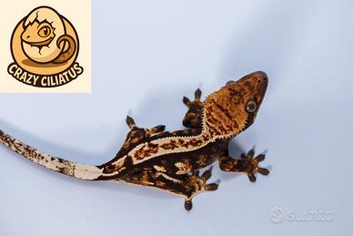 Correlophus ciliatus tricolor dalmatian