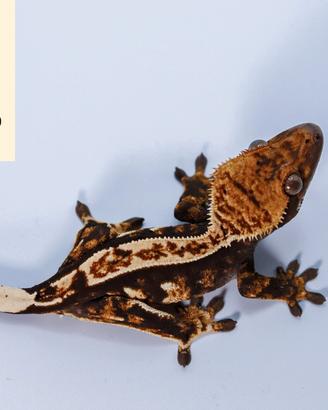 Correlophus ciliatus tricolor dalmatian