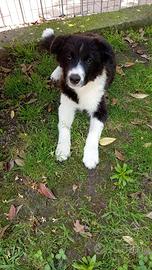 Border collie con pedigree