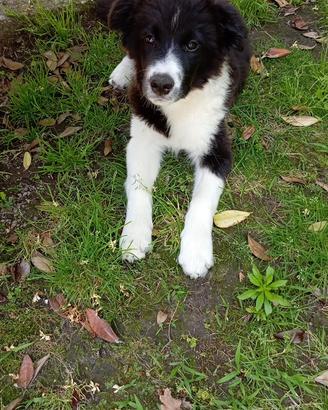 Border collie con pedigree