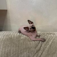 Ultimo cucciolo Sphynx