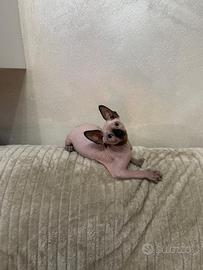 Ultimo cucciolo Sphynx