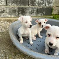 Cucciola jack russel