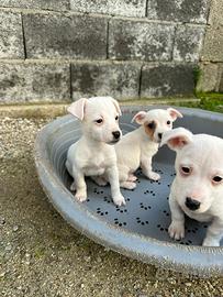 Cucciola jack russel