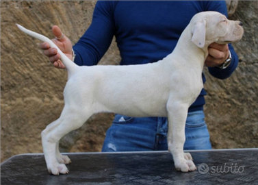 Cucciola Dogo Argentino