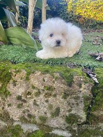 Maschietto di maltese