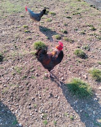 Gallo