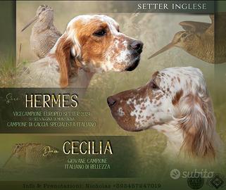 Cuccioli Setter Inglese