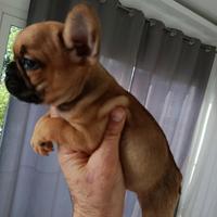 Bulldog francese