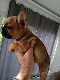 Bulldog francese